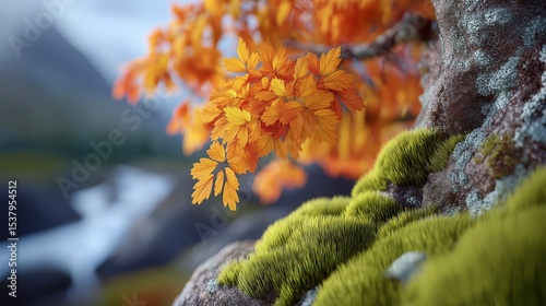 October Autumn scenery, mossy rock under red leaf tree with river view 