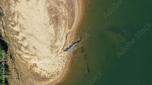 Wild large crocodile Australia relaxing on bank 