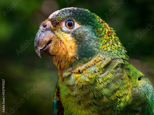 Conuropsis carolinensis had more yellow on their wings.
Legs and Feet: The Carolina Parakeet legs and feet were light brown or pinkish-brown, equipped with the characteristic zygodactyl feet photo