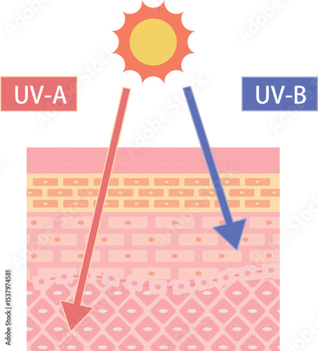 Illustration of UV-A and UV-B Effects on Skin – Skin Layer Diagram