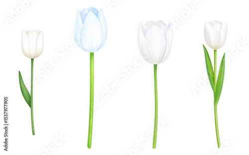 A collection of beautiful white tulips showcasing elegance and purity in nature.