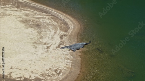 Wild large crocodile Australia relaxing on bank 
