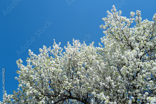 Beautiful spring tree blossoms against a blue sky background. Plum tree flowers. Spring Design. Blooming apple branch at spring garden. Easter banner. Spring flowers reason of allergy.