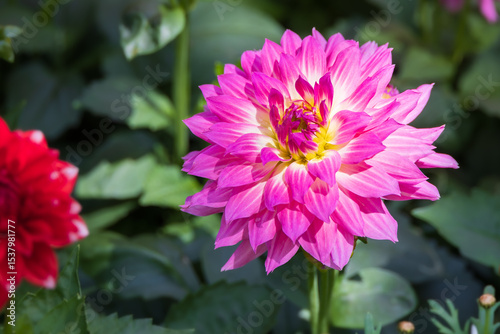 Purple dahlias bloom beautifully in the flower garden. warm sunlight