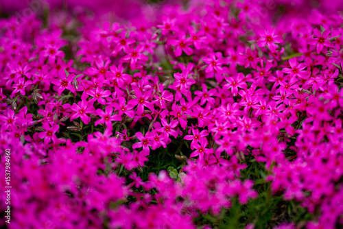 Flowers background. Spring background. Natural bloom floral background. Beautiful blossoming flowers banner. Spring blooming template. Flowers texture for spring design. Moss phlox background.