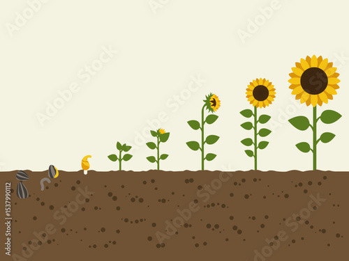sunflower plant growth stages from seed blooming into flowering illustration clipart