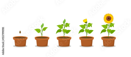 sunflower plant growth stages from seed blooming into flowering illustration clipart