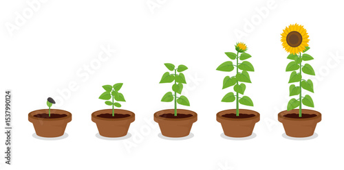 sunflower plant growth stages from seed blooming into flowering illustration clipart