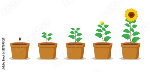sunflower plant growth stages from seed blooming into flowering illustration clipart