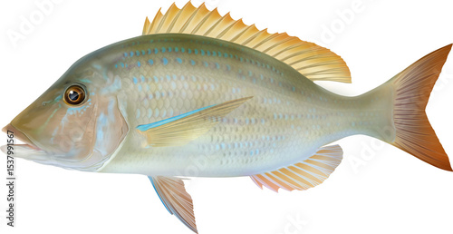 Salt water fish Spangled emperor 