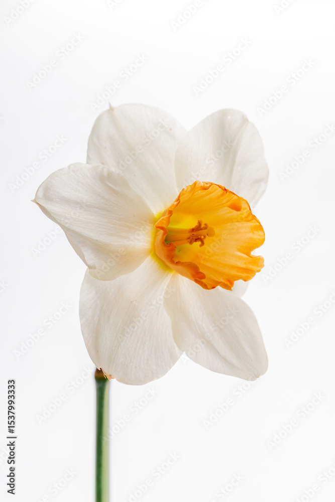 Fototapeta premium A beautiful daffodil with white petals and a bright orange center embodies spring's essence
