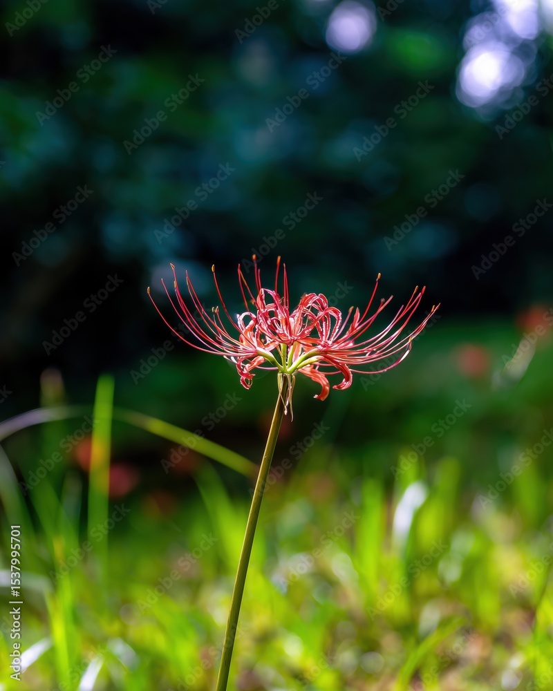 Red Spider Lily Blossoming Amidst Grass with Ethereal Forest Backdrop, bathed in Natural Sunlight, Selective Focus Aesthetic Red Spider Lily Blossoming Amidst Grass with Ethereal Forest Backdrop, bathed in Natural Sunlight, Selective Focus Aesthetic