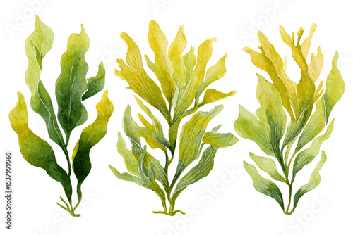 Wallpaper Mural Watercolor Seaweed Illustrations on Transparent Background, PNG Torontodigital.ca