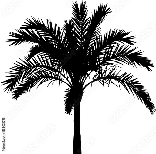 Silhouette of palm trees