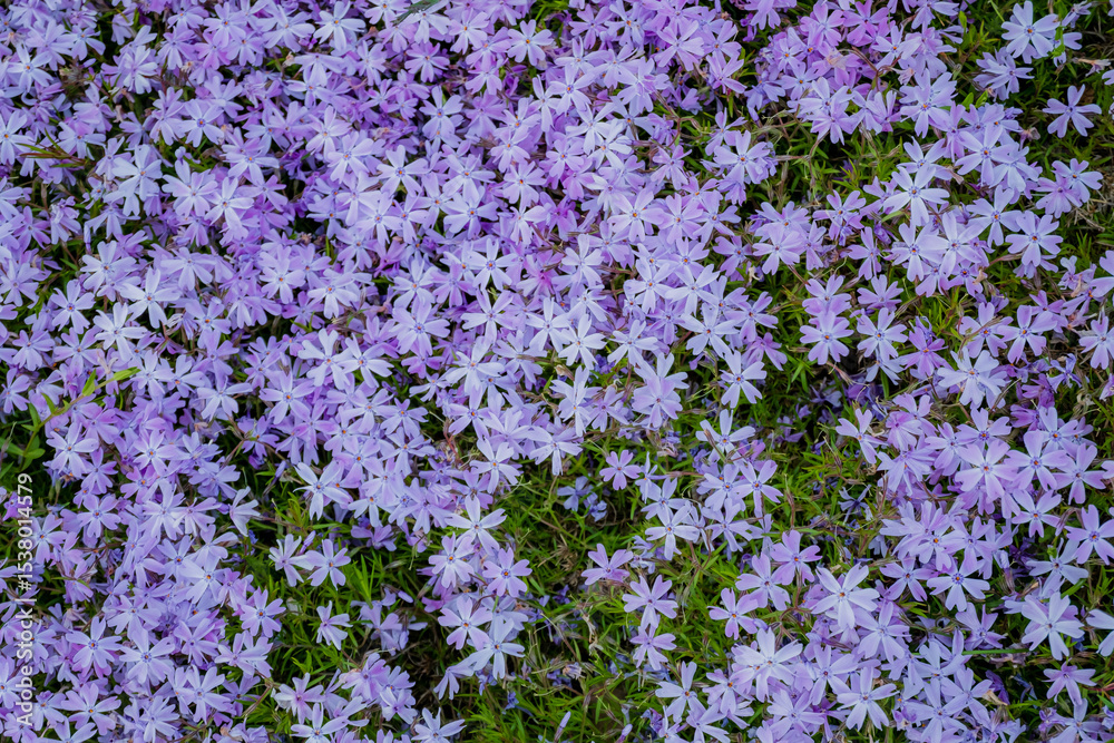 Obraz premium Purple flowers bloom abundantly in spring, creating a lush, colorful ground display
