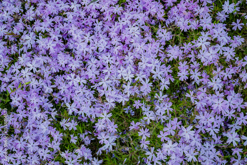 Purple flowers bloom abundantly in spring, creating a lush, colorful ground display
