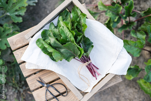 Fresh bunch of vibrant beet greens tied with twine on white cloth in rustic wooden crate, set in garden
