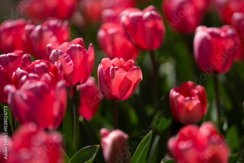 Bunch of red tulips. Close up spring flowers. Amazing red pink tulips blooming in garden. Tulip flower plants landscape. Spring blossom background. Spring blossom red and green background.