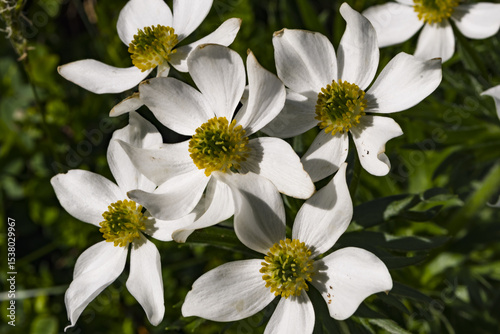 Anemone narcissino in alta montagna nei prati