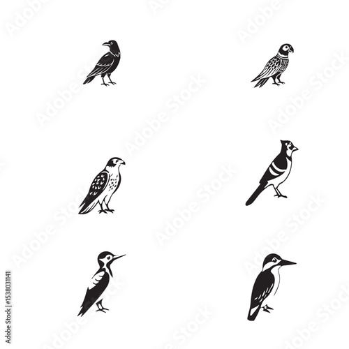 Cute Birds Vector set 