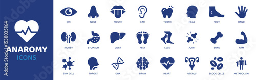 Anatomy - Icon Collection. Thin Line Set contains such Icons as Skull, Brain, Heart, Lung, Liver, Kidney, Stomach and more. Simple web icons set.