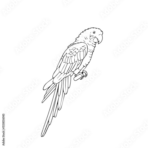 vector illustration of a parrot
