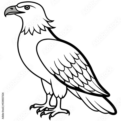Minimal White-Bellied Sea Eagle Vector