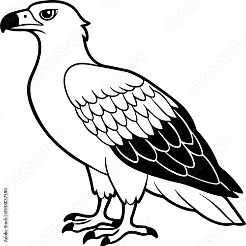Minimal White-Bellied Sea Eagle Vector