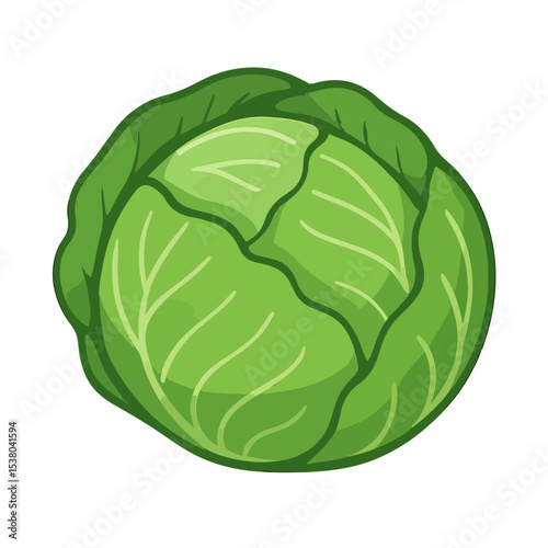 cabbage isolated on white background, cabbage vector illustration SVG