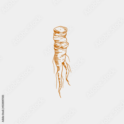 Ginseng Root icon logo flat vector design