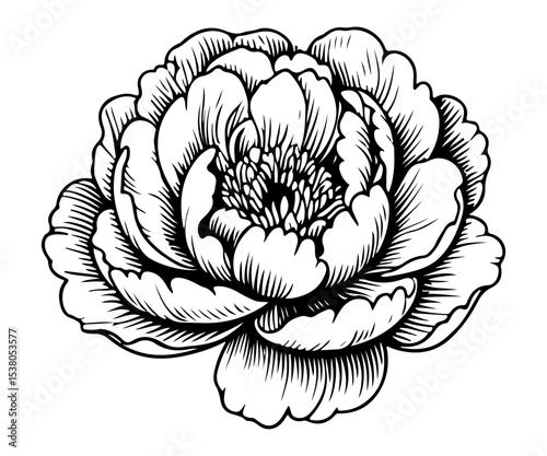 Peony flower vector engraving style illustration