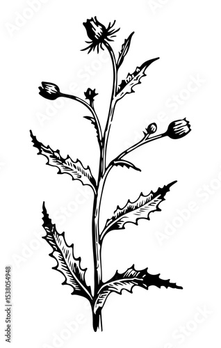 Weed tree vector engraving style illustration