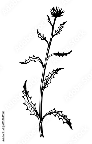Weed tree vector engraving style illustration