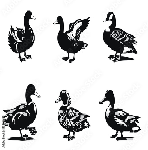 the duck vector image
