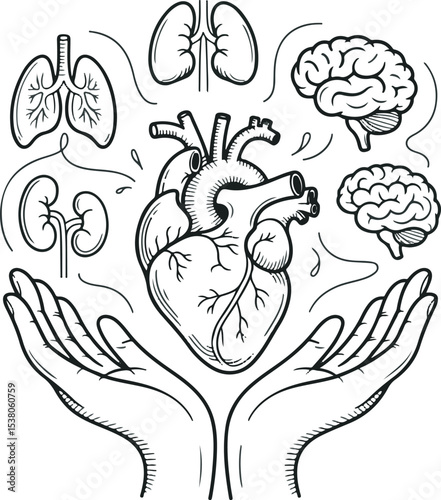 Human Organs Heart Lungs Brain Kidneys Hands Sketch