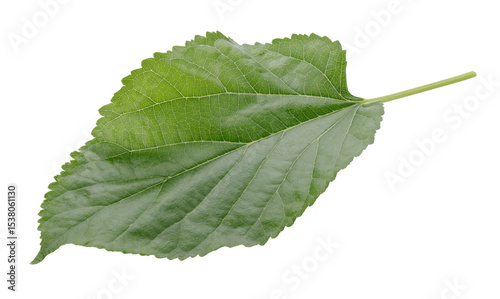 Mulberry leaves isolated on a transparent background