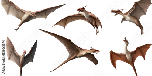 Set of pterodactyl isolated on transparent background.