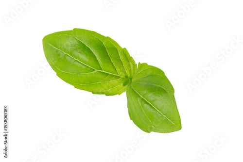 Fresh Green Basil Herb Leaves with Aromatic Scent isolated on a transparent background