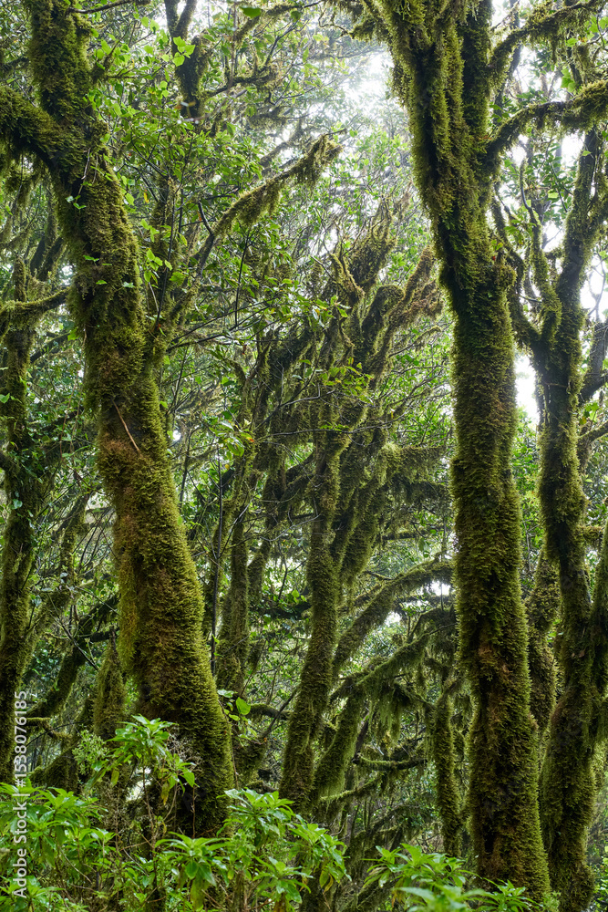 Obraz premium Mossy trees in Anaga forest