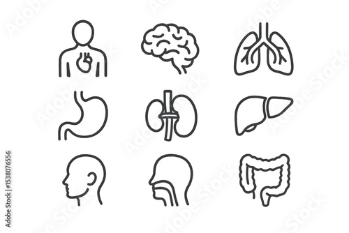 Health and wellness icons representing human organs and systems in a minimalist design for educational purposes