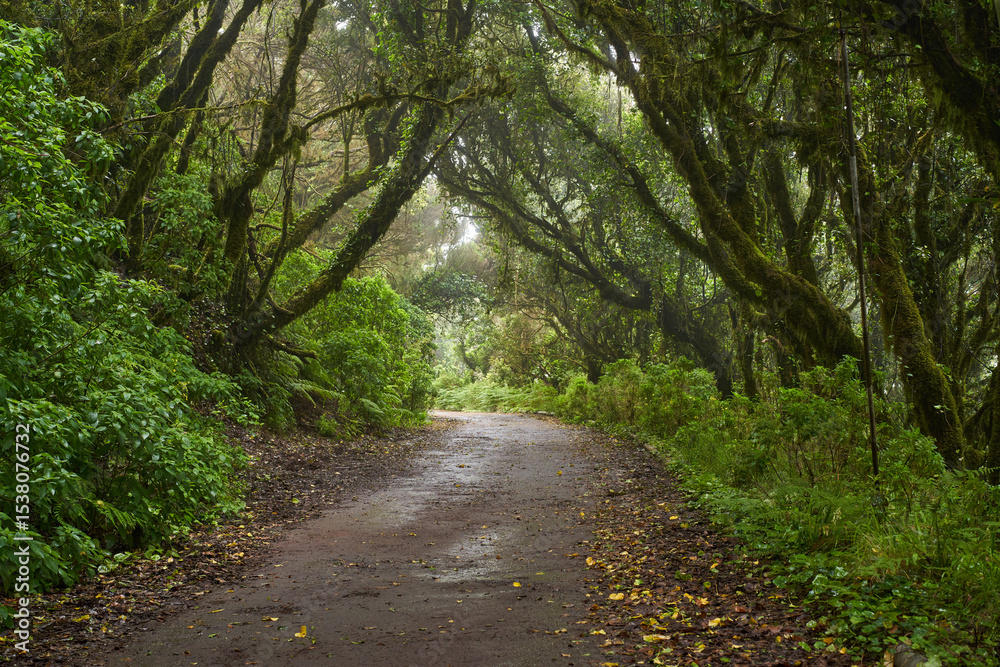 Obraz premium Wet trail through Anaga laurisilva