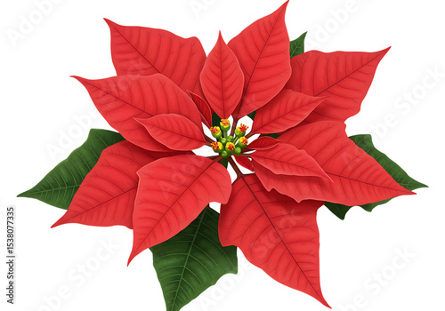 Red Poinsettia Flower Illustration isolated on a transparent background