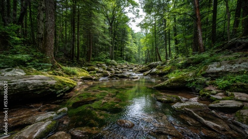 Clear Stream Flowing Through a Lush Forest