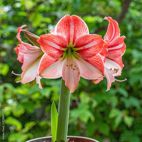 A vibrant amaryllis flower with red and white petals blooms in a pot, set against a lush, green, natural background.