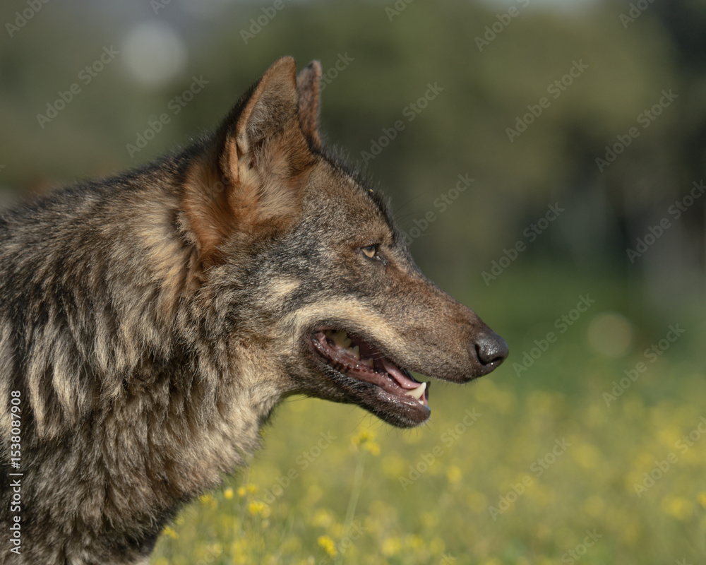 Fototapeta premium Iberian wolf portrait