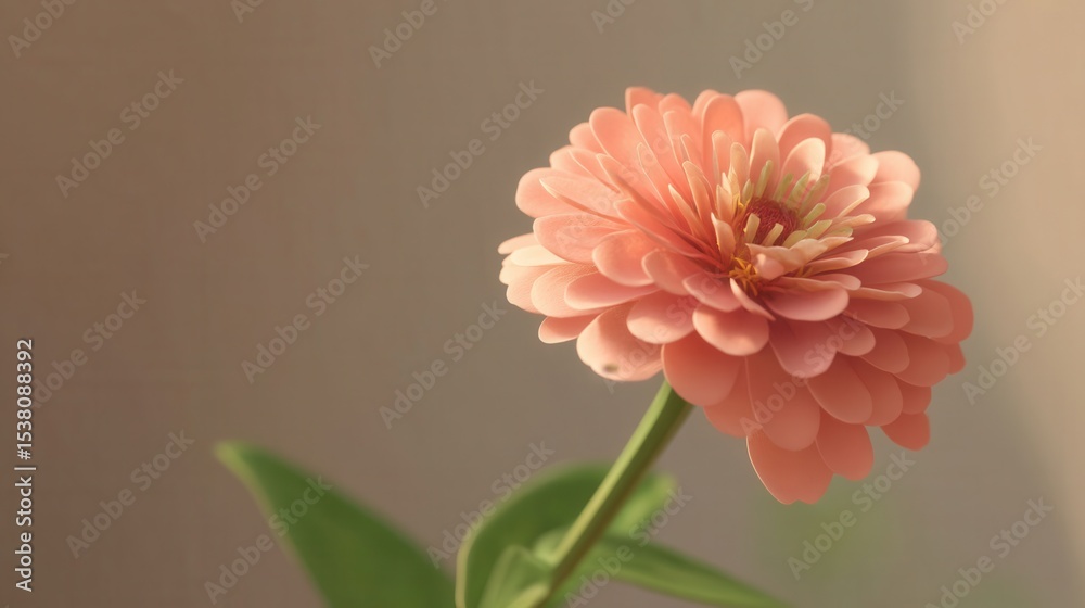 Soft Coral Zinnia Bloom in Layered Petals Against Neutral Background Soft Coral Zinnia Bloom in Layered Petals Against Neutral Background