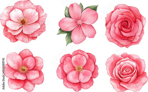 pink roses isolated on white