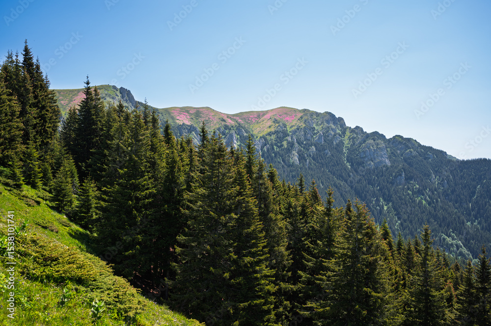 Fototapeta premium Vibrant pink rhododendron flowers blooming on the slopes of the Ciucas Mountains. Scenic summer landscape in the Carpathian Mountains, Romania.