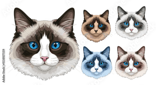 Snowshoe Cat Characteristics Temperament Health Care and Training Considerations Breed Guide Information