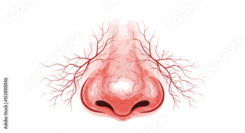Exploring the Anatomy of the Human Nose An In-Depth Look at Structure